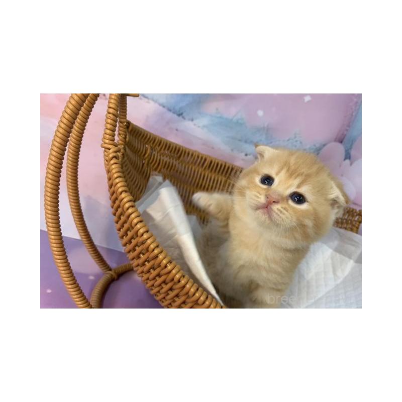 販売中の大阪府のスコティッシュフォールド(折れ耳)-134061の3枚目