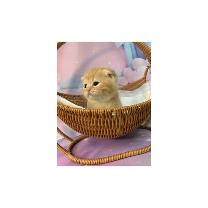 販売中の大阪府のスコティッシュフォールド(折れ耳)-134061の2枚目