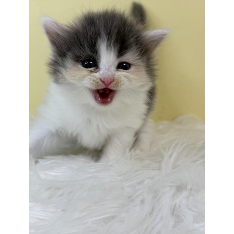 販売中の埼玉県のサイベリアン-134062の4枚目