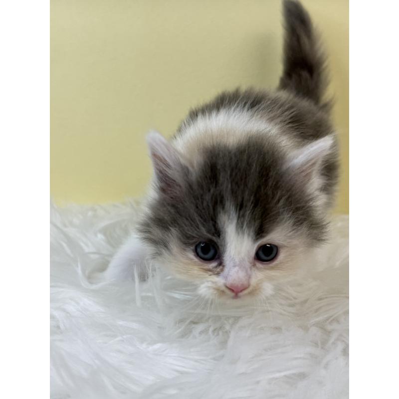 販売中の埼玉県のサイベリアン-134062の3枚目