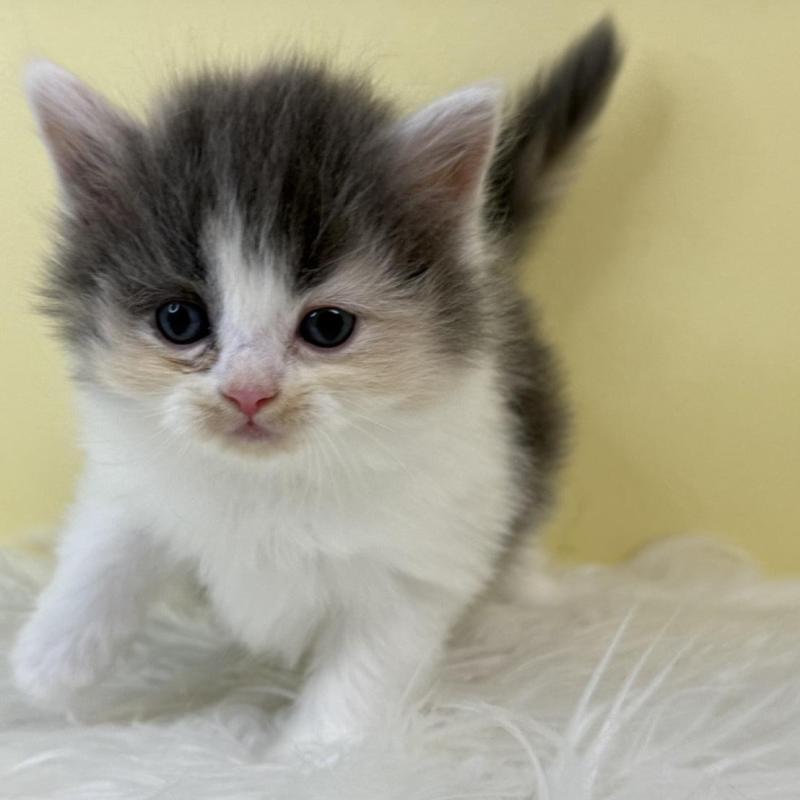 販売中の埼玉県のサイベリアン-134062