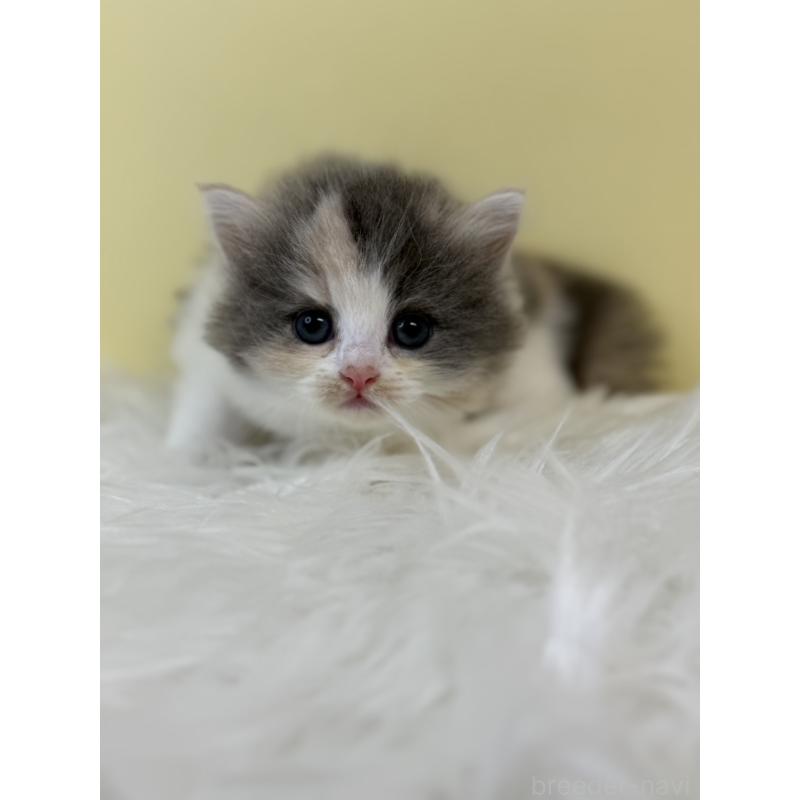 販売中の埼玉県のサイベリアン-134063の4枚目