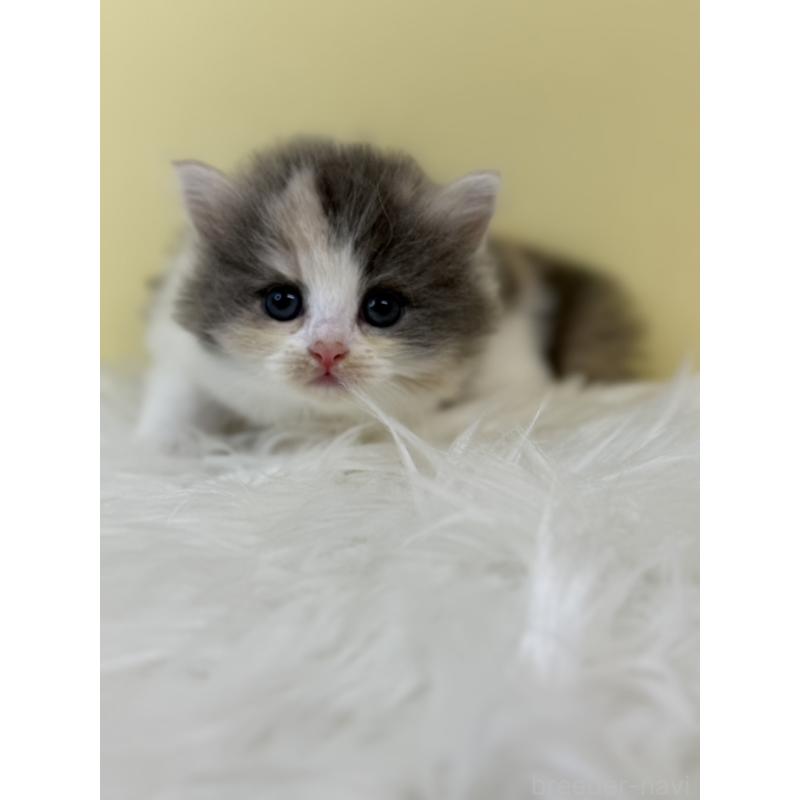 販売中の埼玉県のサイベリアン-134063の3枚目