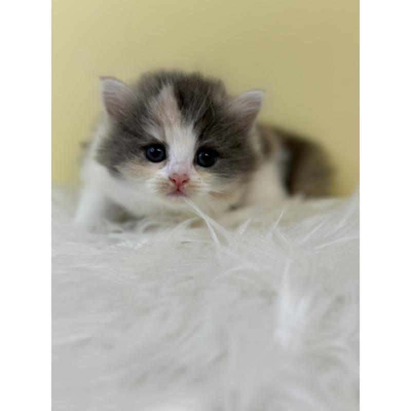 販売中の埼玉県のサイベリアン-134063の2枚目