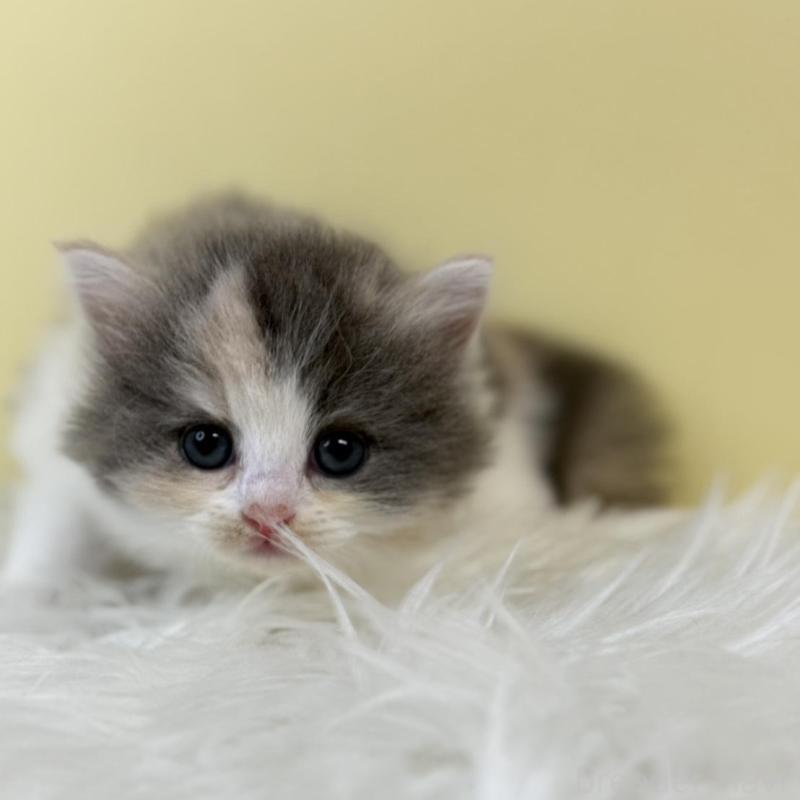 販売中の埼玉県のサイベリアン-134063