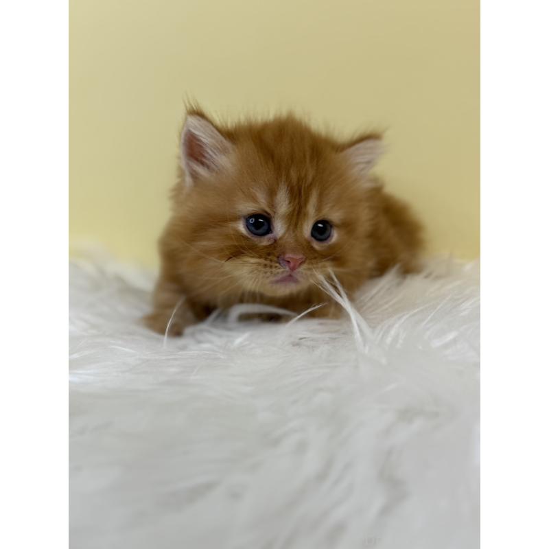 販売中の埼玉県のマンチカン(短足)-134064の4枚目