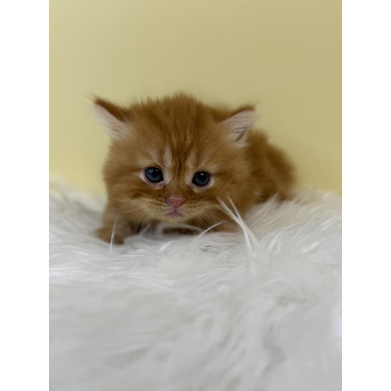 販売中の埼玉県のマンチカン(短足)-134064の3枚目