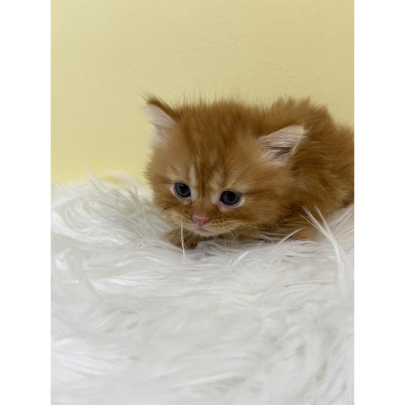 販売中の埼玉県のマンチカン(短足)-134064の2枚目