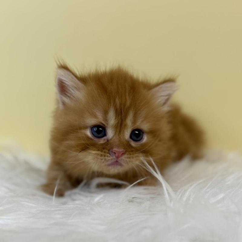 販売中の埼玉県のマンチカン(短足)-134064