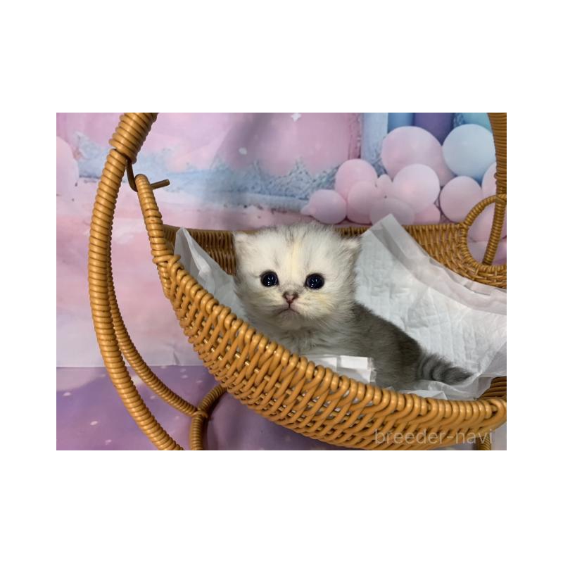 販売中の大阪府のミヌエット-134065の6枚目