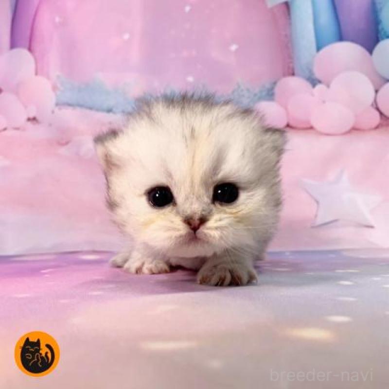 販売中の大阪府のミヌエット-134065の2枚目