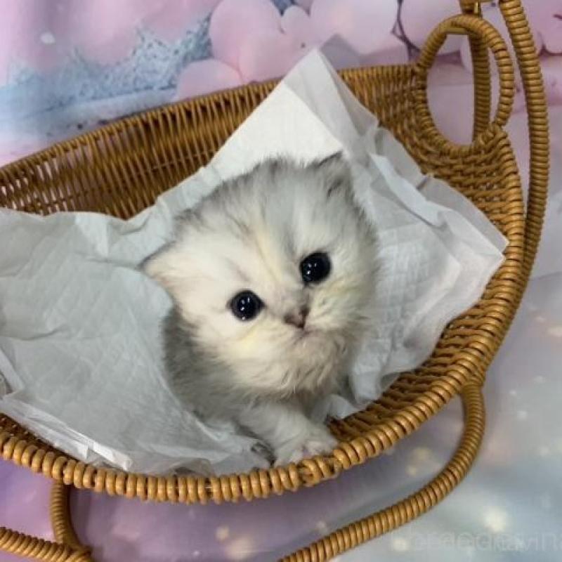 販売中の大阪府のミヌエット-134065の1枚目