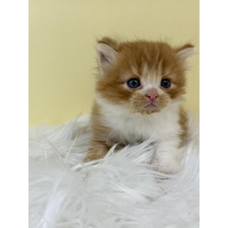 販売中の埼玉県のマンチカン-134066の4枚目