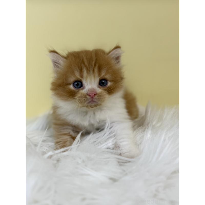 販売中の埼玉県のマンチカン-134066の3枚目