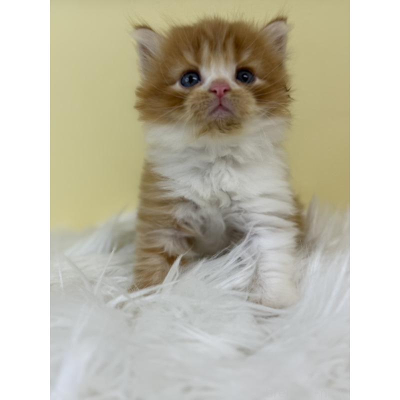 販売中の埼玉県のマンチカン-134066の2枚目