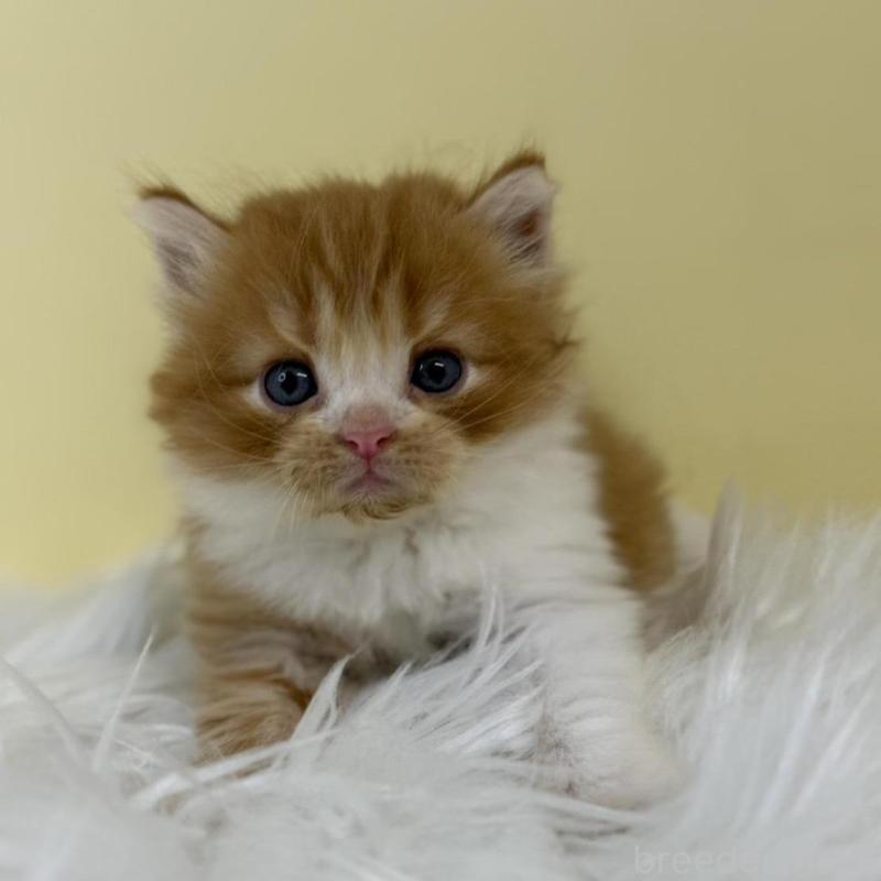 販売中の埼玉県のマンチカン-134066