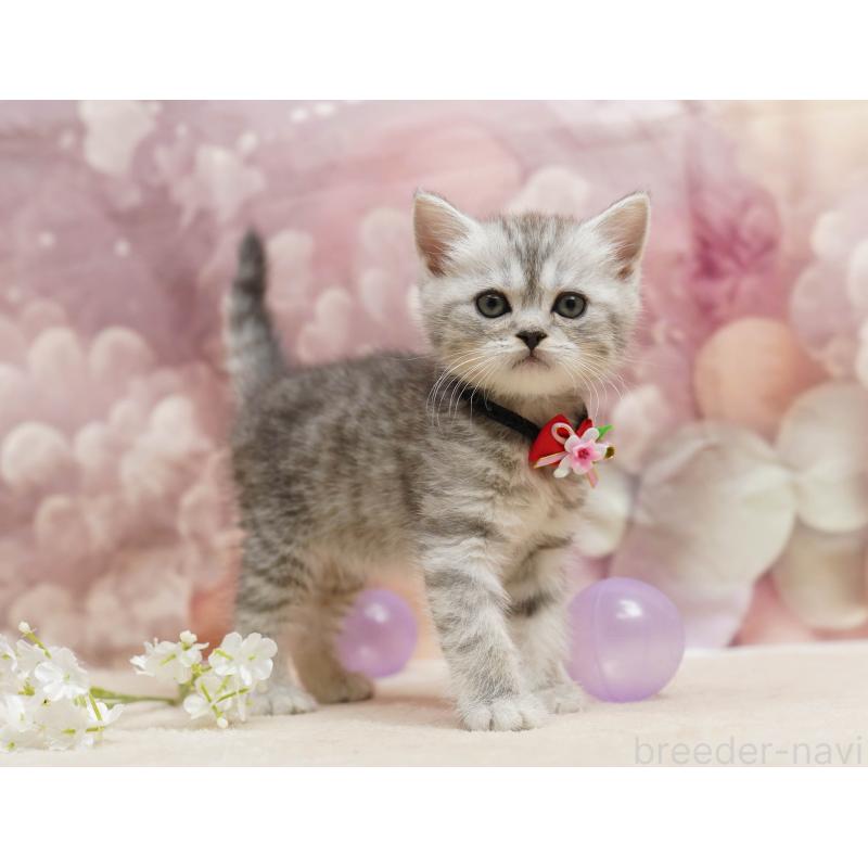 販売中の千葉県のミヌエット-134069