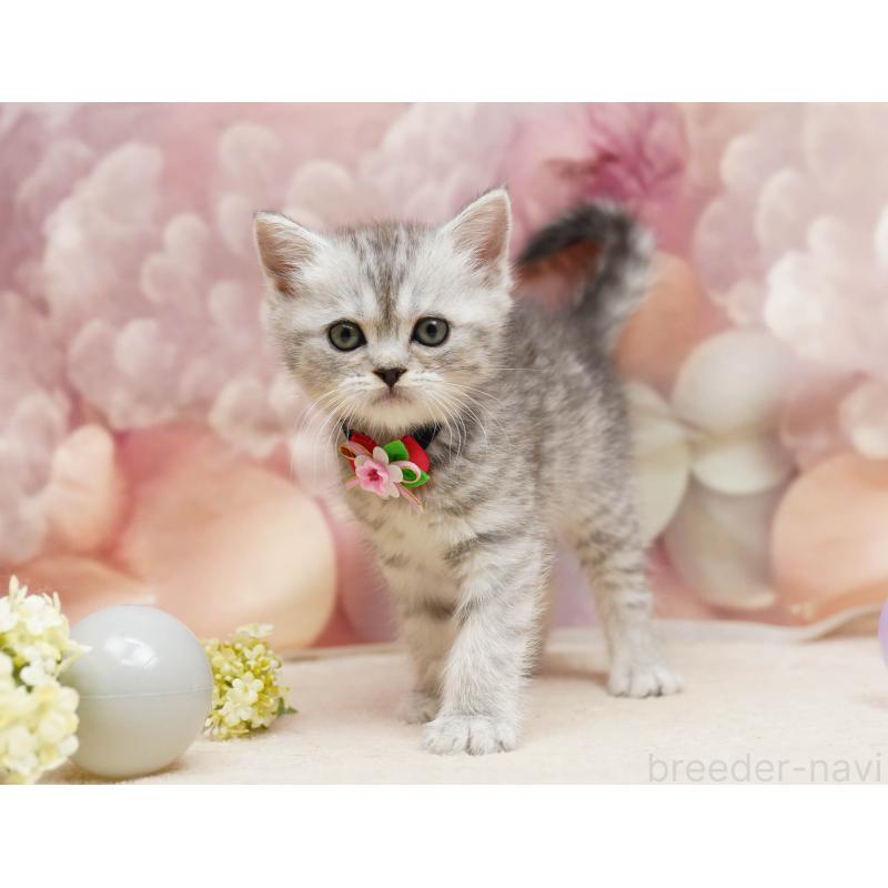 販売中の千葉県のミヌエット-134069の8枚目