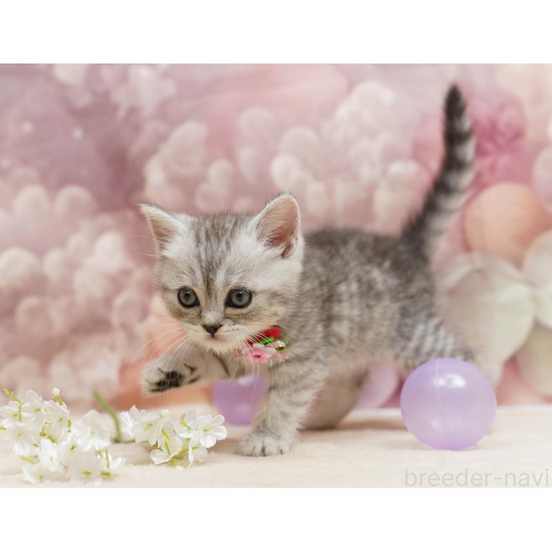 販売中の千葉県のミヌエット-134069の7枚目