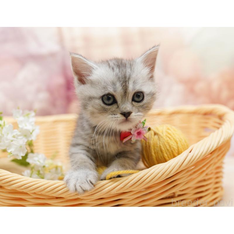 販売中の千葉県のミヌエット-134069の6枚目