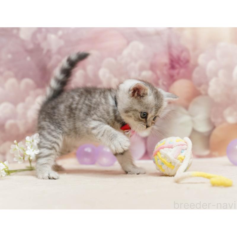 販売中の千葉県のミヌエット-134069の5枚目