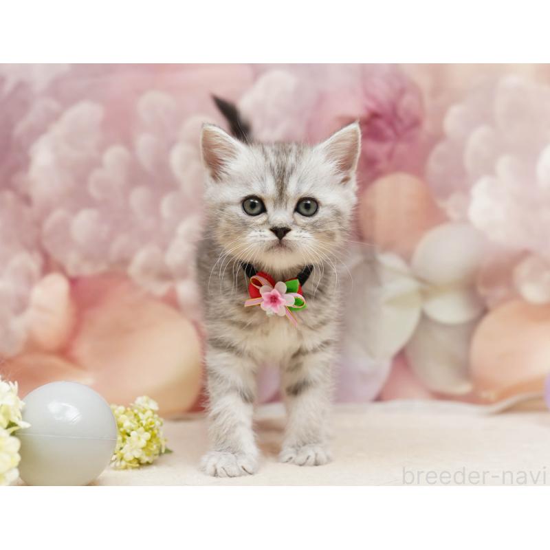 販売中の千葉県のミヌエット-134069の4枚目