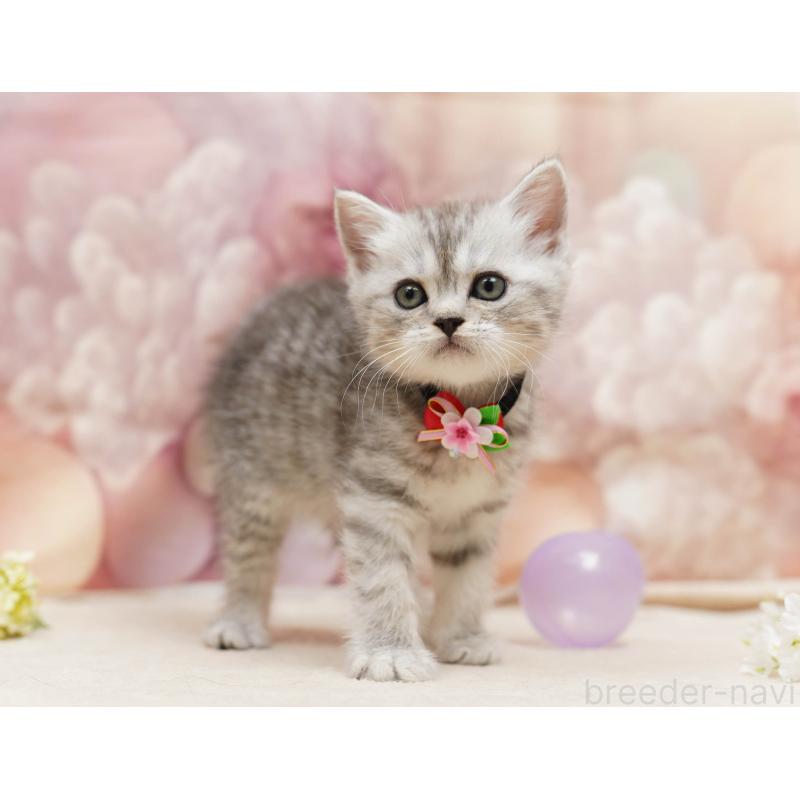 販売中の千葉県のミヌエット-134069の3枚目