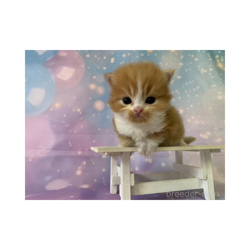 販売中の大阪府のスコティッシュフォールド-134068の6枚目