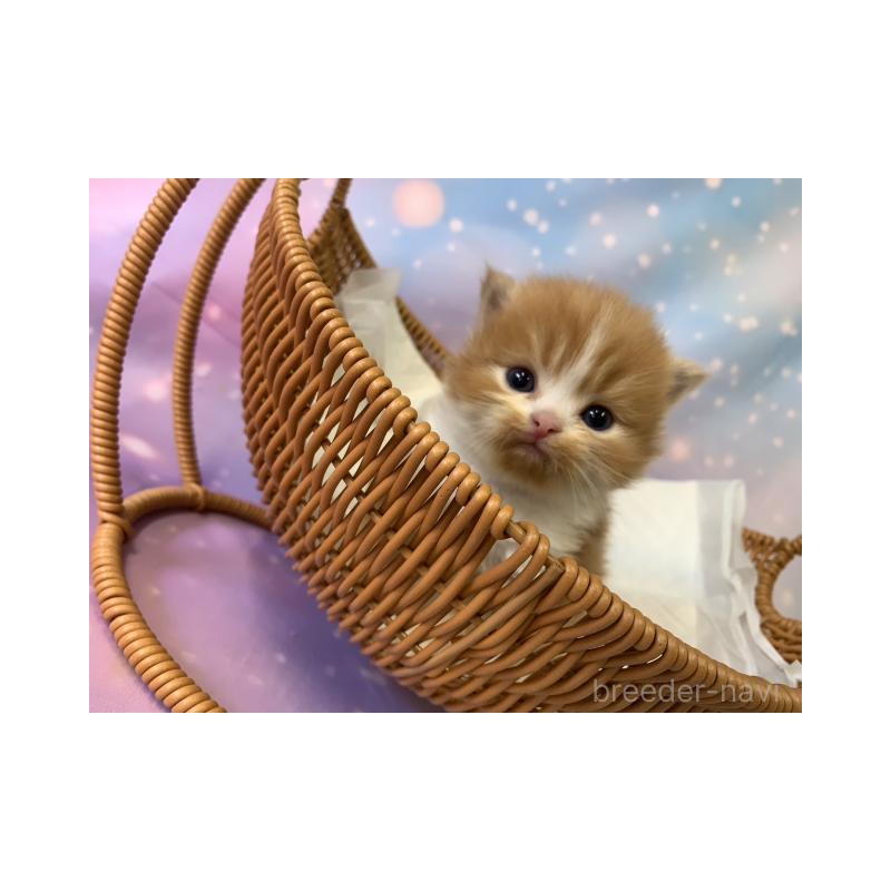 販売中の大阪府のスコティッシュフォールド-134068の5枚目