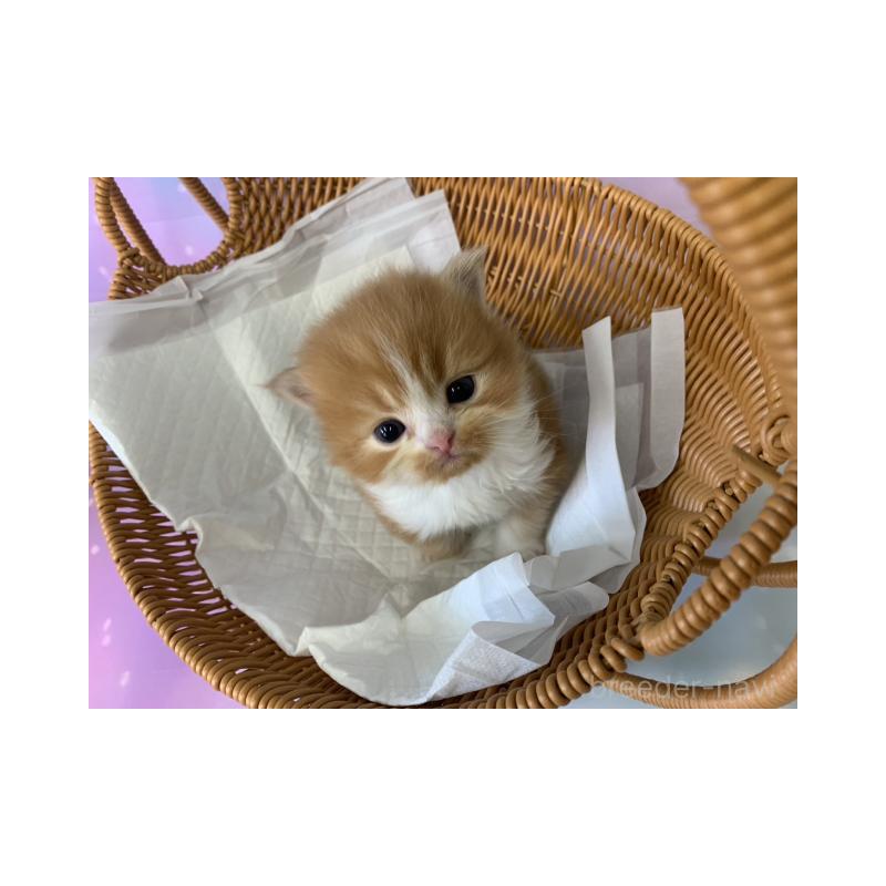 販売中の大阪府のスコティッシュフォールド-134068の4枚目