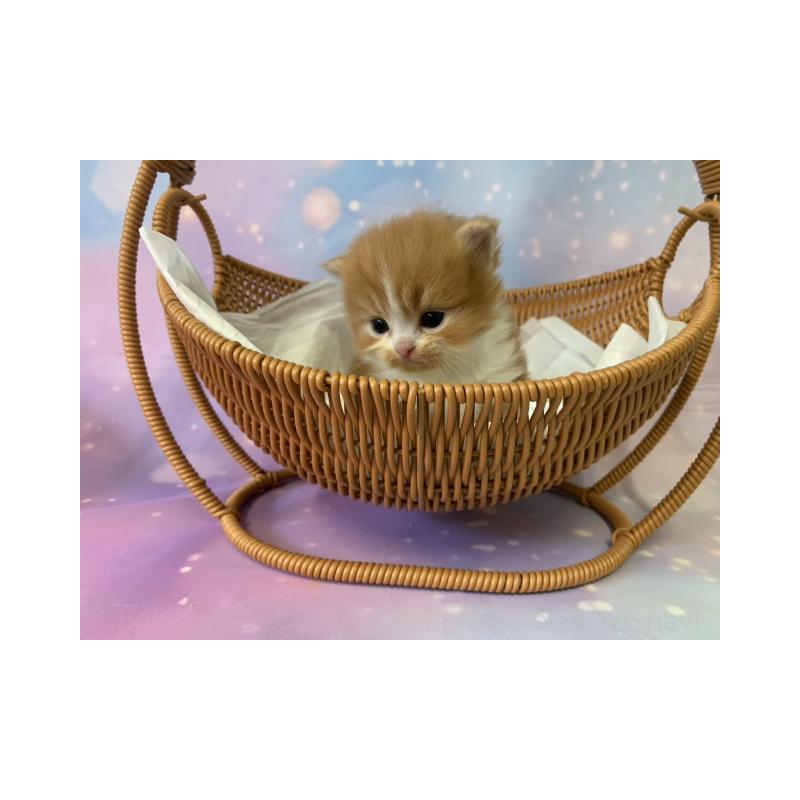 販売中の大阪府のスコティッシュフォールド-134068の3枚目