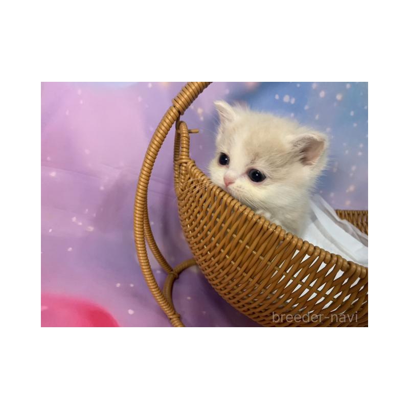 販売中の大阪府のマンチカン-134070の6枚目