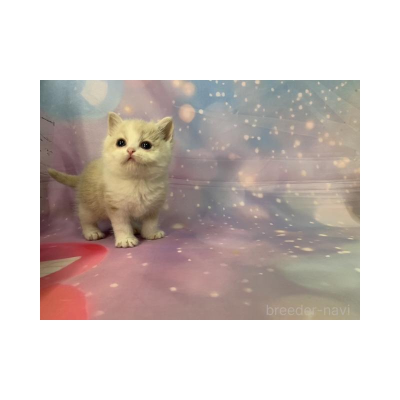 販売中の大阪府のマンチカン-134070の4枚目