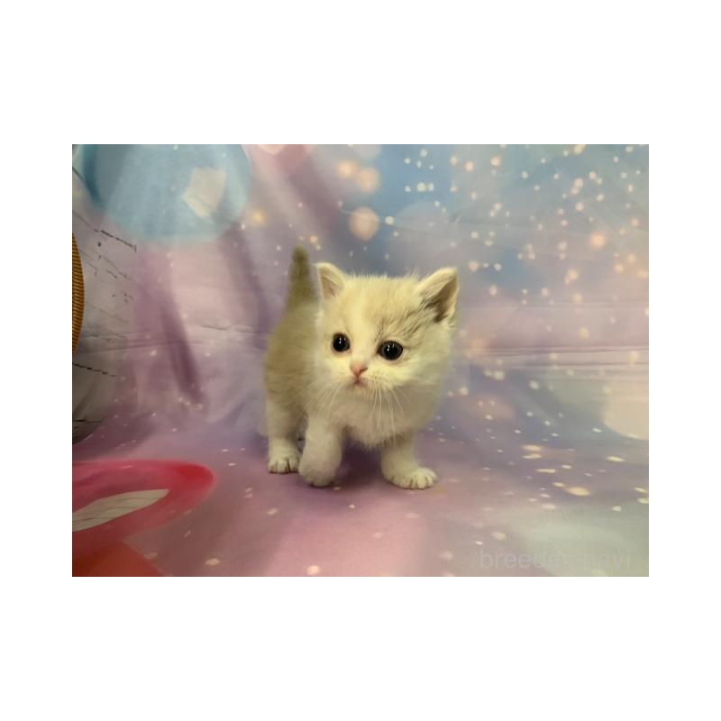 販売中の大阪府のマンチカン-134070の3枚目