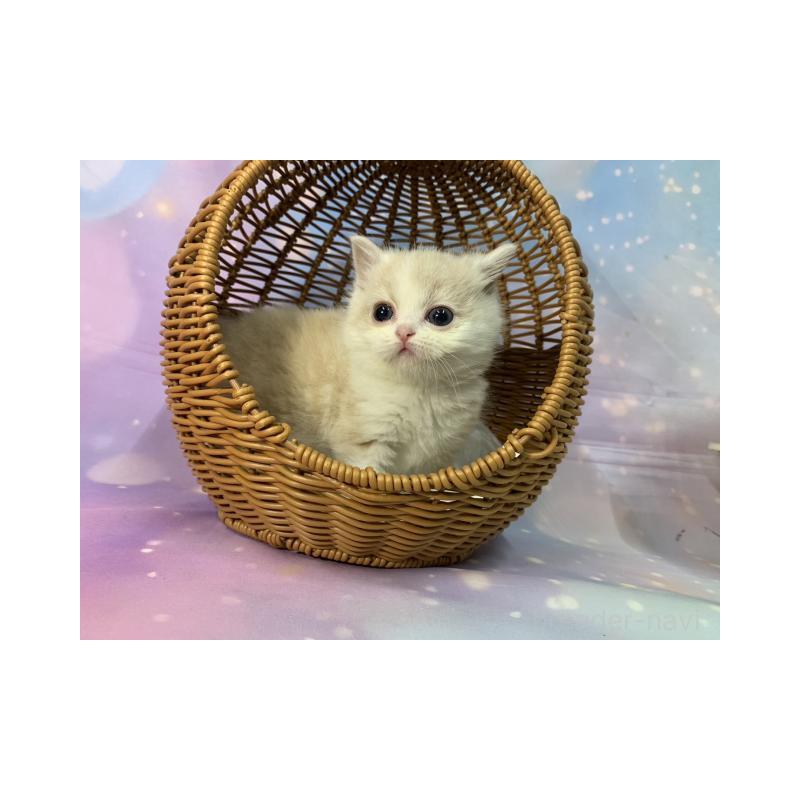 販売中の大阪府のマンチカン-134070の2枚目