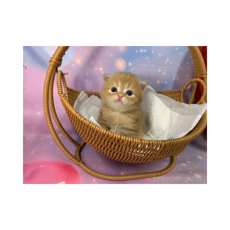 販売中の大阪府のスコティッシュフォールド-134071の3枚目