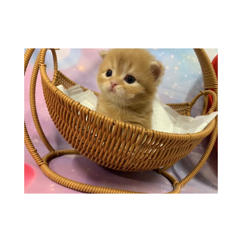 販売中の大阪府のスコティッシュフォールド-134071の2枚目