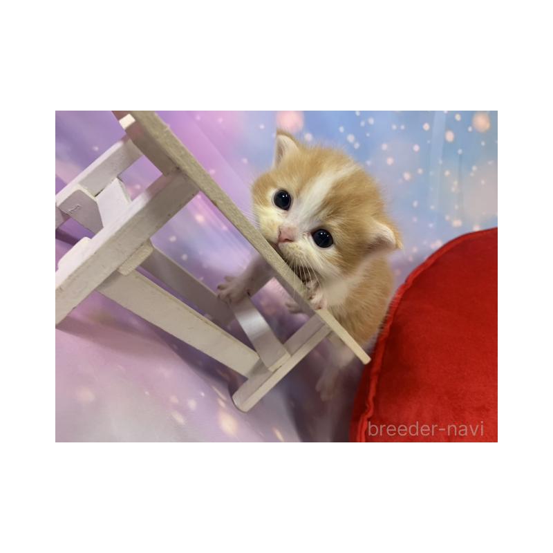 販売中の大阪府のスコティッシュフォールド-134073の4枚目