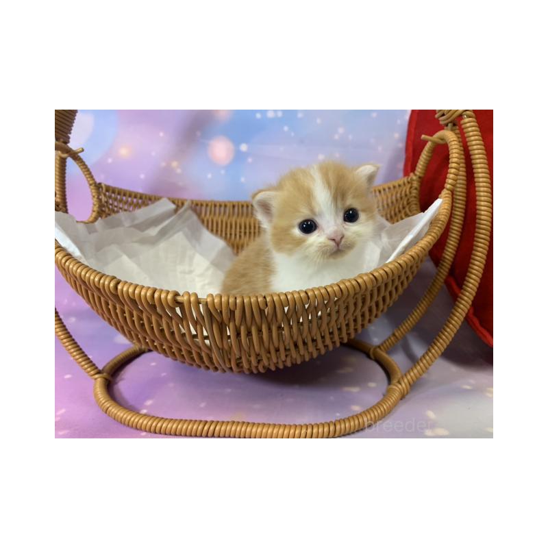 販売中の大阪府のスコティッシュフォールド-134073の2枚目