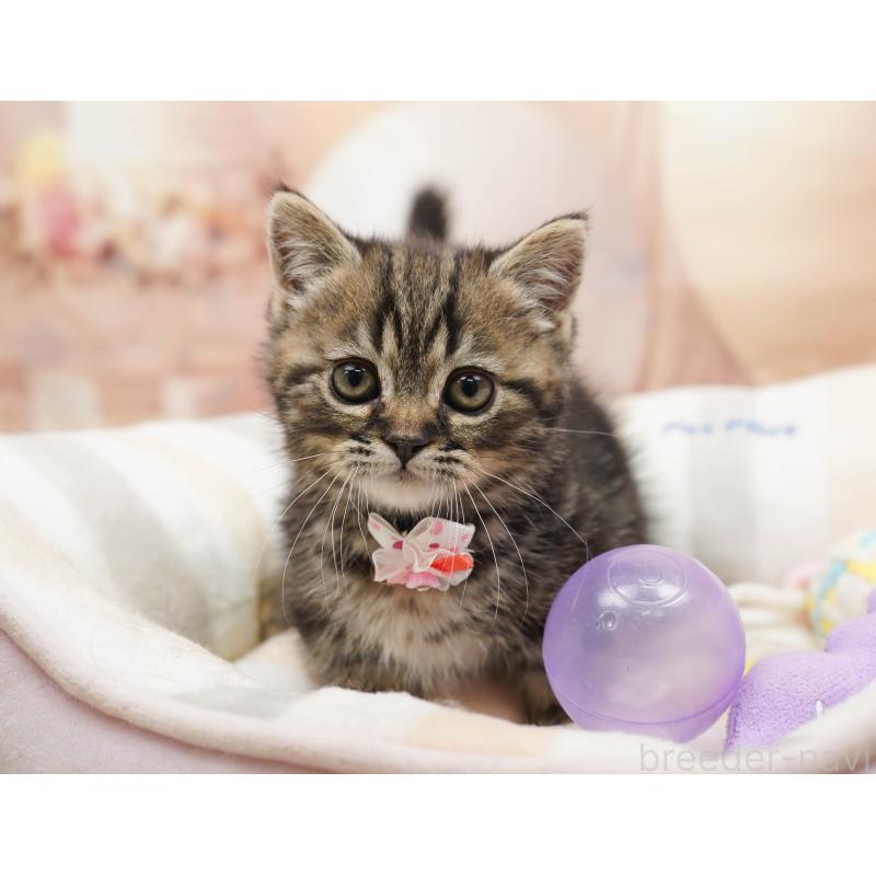 販売中の千葉県のミヌエット-134074