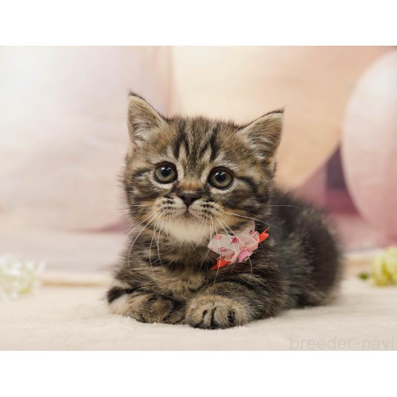 販売中の千葉県のミヌエット-134074の8枚目