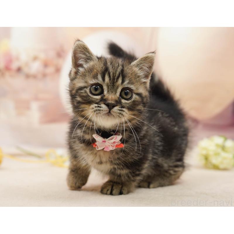 販売中の千葉県のミヌエット-134074の7枚目