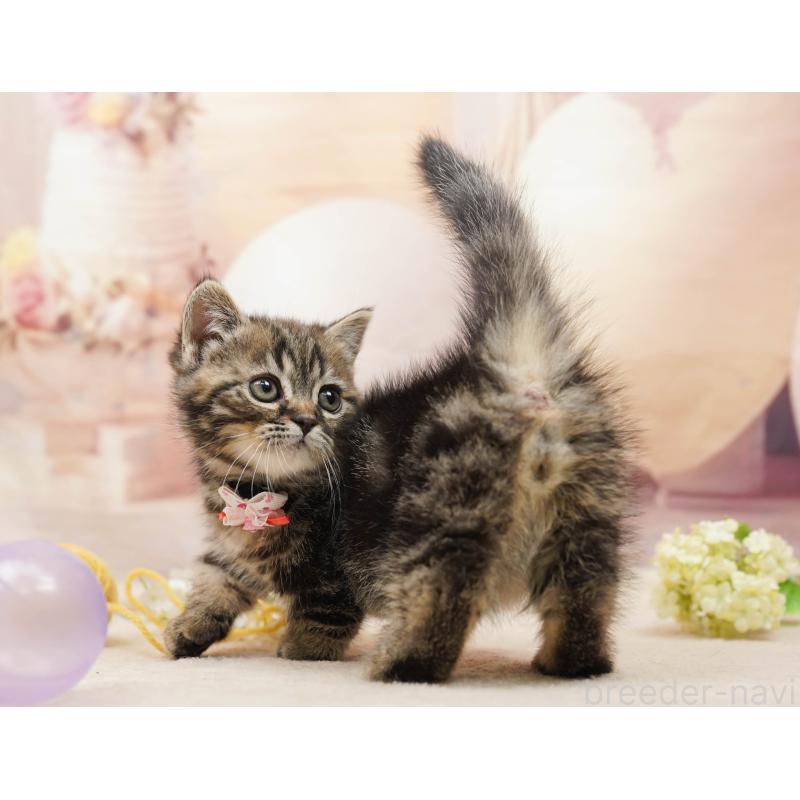 販売中の千葉県のミヌエット-134074の6枚目