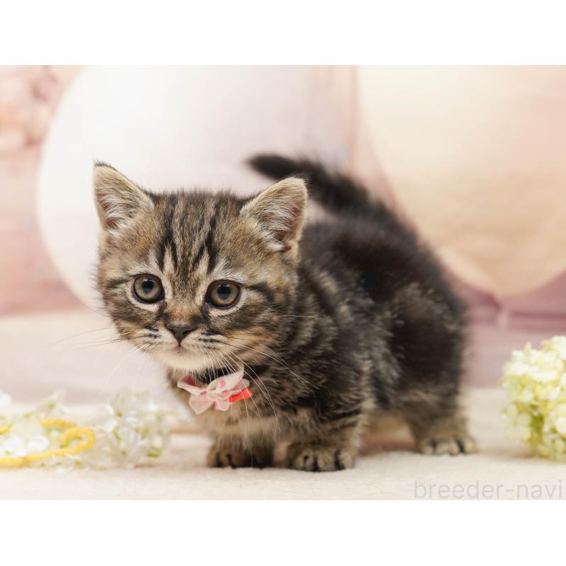 販売中の千葉県のミヌエット-134074の5枚目