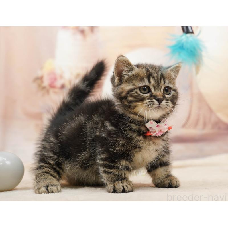 販売中の千葉県のミヌエット-134074の3枚目