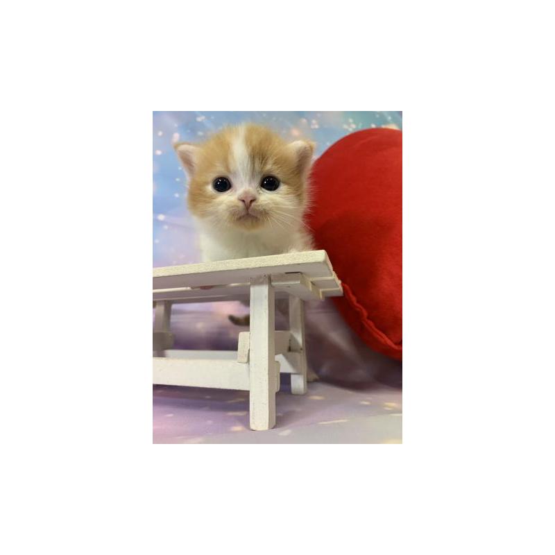 販売中の大阪府のスコティッシュフォールド(折れ耳)-134075の6枚目