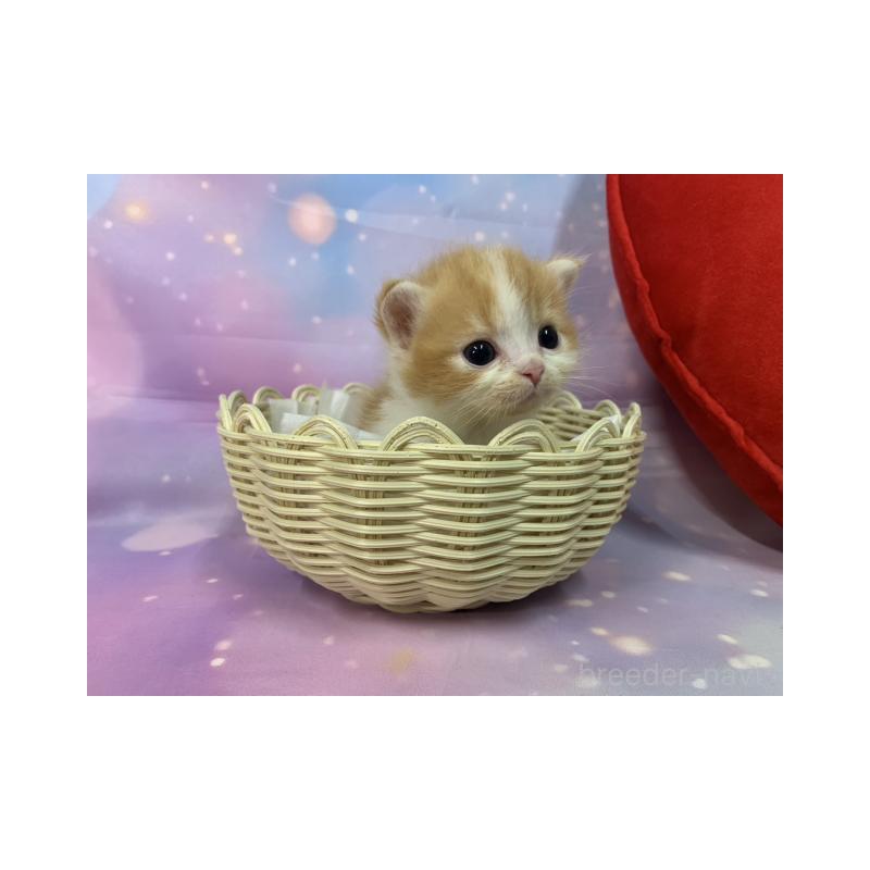 販売中の大阪府のスコティッシュフォールド(折れ耳)-134075の5枚目