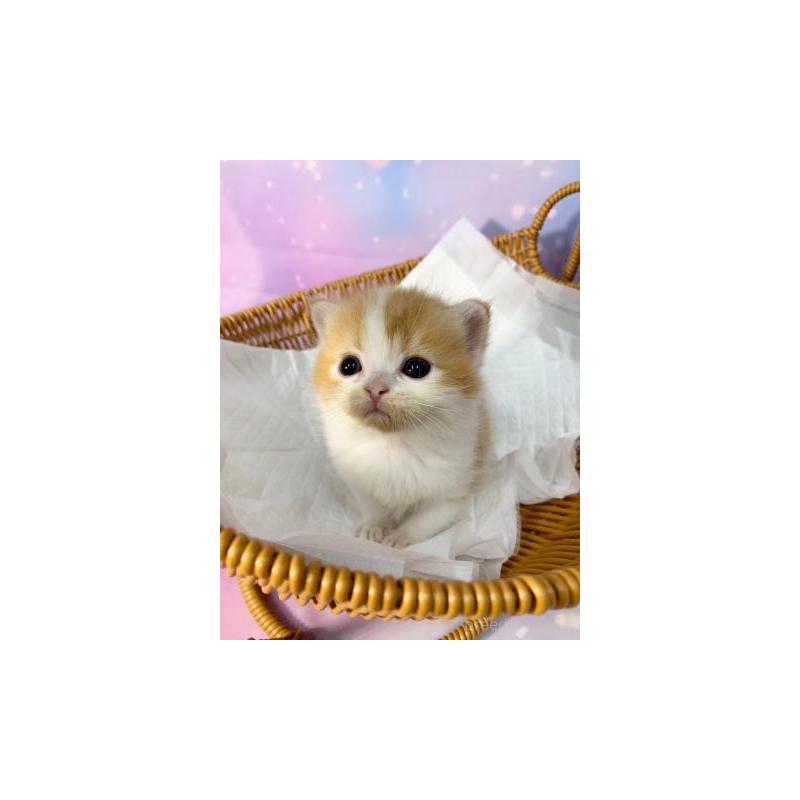 販売中の大阪府のスコティッシュフォールド(折れ耳)-134075の2枚目