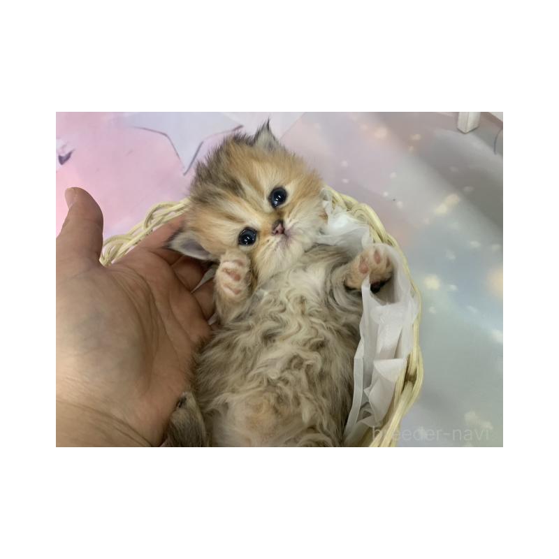 販売中の大阪府のミヌエット-134076の4枚目