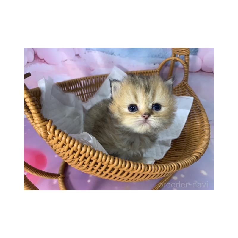 販売中の大阪府のミヌエット-134076の3枚目